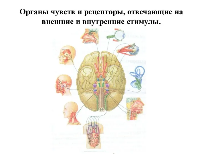 Органы чувств и рецепторы, отвечающие на внешние и внутренние стимулы.