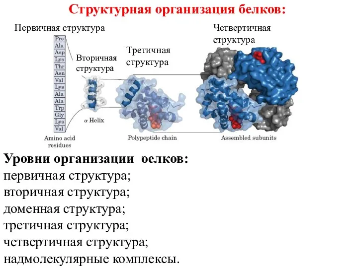Структурная организация белков: Уровни организации белков: первичная структура; вторичная структура;