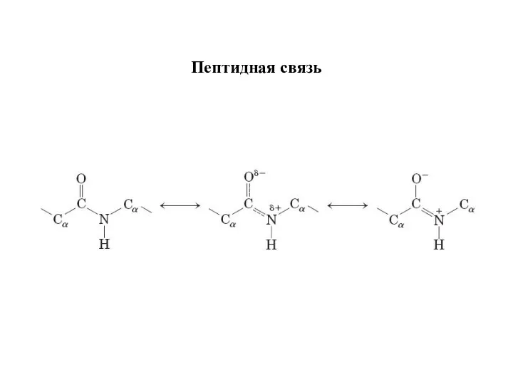 Пептидная связь