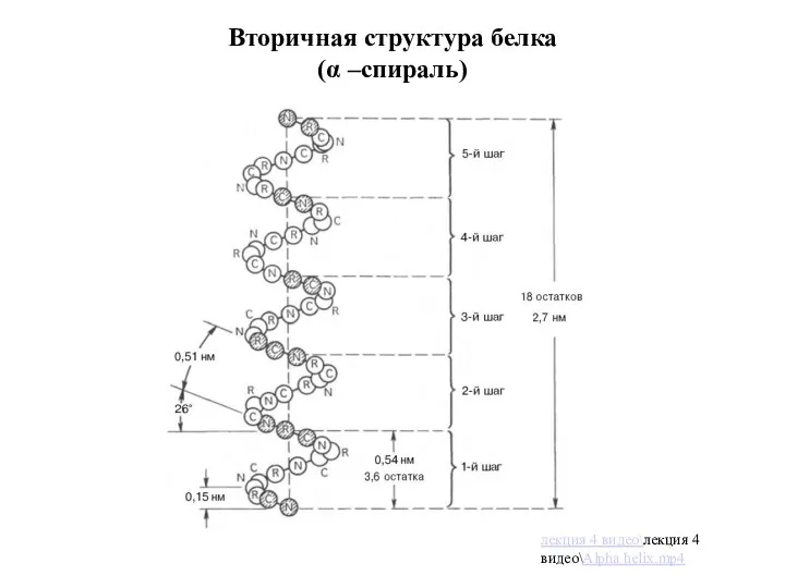 Вторичная структура белка (α –спираль) лекция 4 видео\лекция 4 видео\Alpha helix.mp4