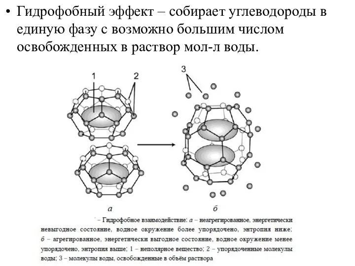 Гидрофобный эффект – собирает углеводороды в единую фазу с возможно