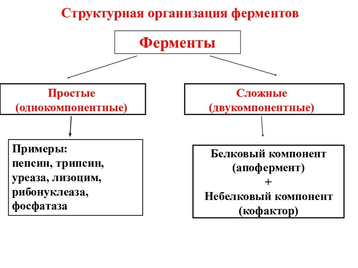 Структурная организация ферментов Ферменты Простые (однокомпонентные) Сложные (двукомпонентные) Примеры: пепсин,