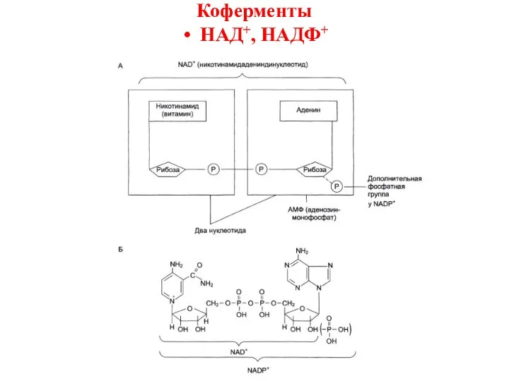 Коферменты НАД+, НАДФ+