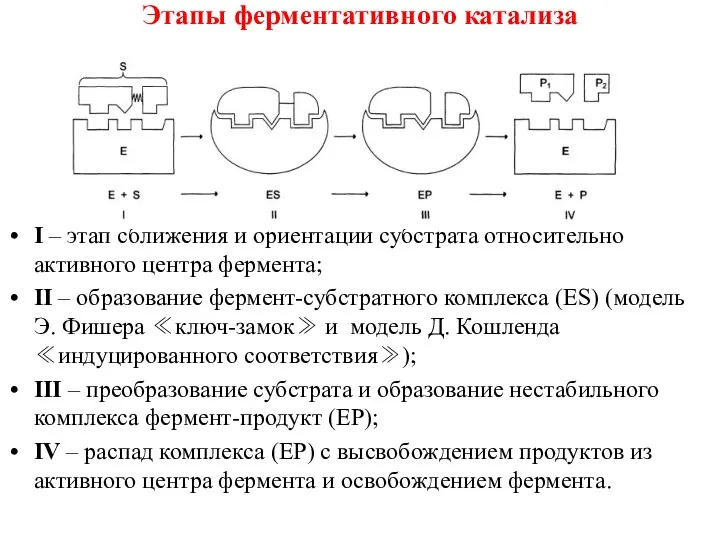 Этапы ферментативного катализа I – этап сближения и ориентации субстрата