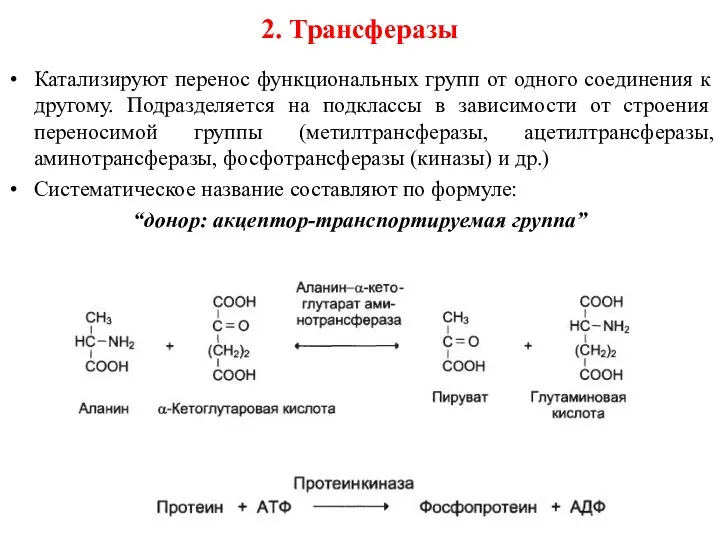 2. Трансферазы Катализируют перенос функциональных групп от одного соединения к