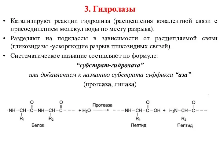 3. Гидролазы Катализируют реакции гидролиза (расщепления ковалентной связи с присоединением