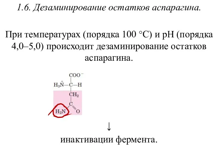 1.6. Дезаминирование остатков аспарагина. При температурах (порядка 100 °С) и