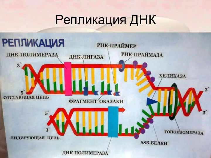 Репликация ДНК