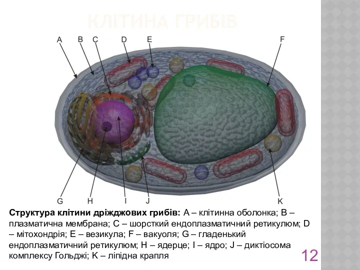 КЛІТИНА ГРИБІВ Структура клітини дріжджових грибів: A – клітинна оболонка;