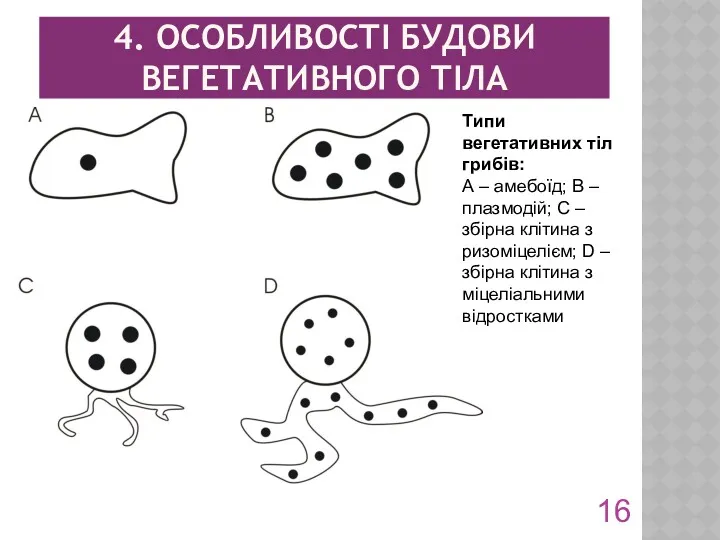 4. ОСОБЛИВОСТІ БУДОВИ ВЕГЕТАТИВНОГО ТІЛА Типи вегетативних тіл грибів: А