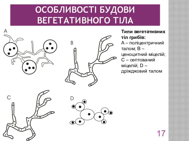 ОСОБЛИВОСТІ БУДОВИ ВЕГЕТАТИВНОГО ТІЛА Типи вегетативних тіл грибів: A –