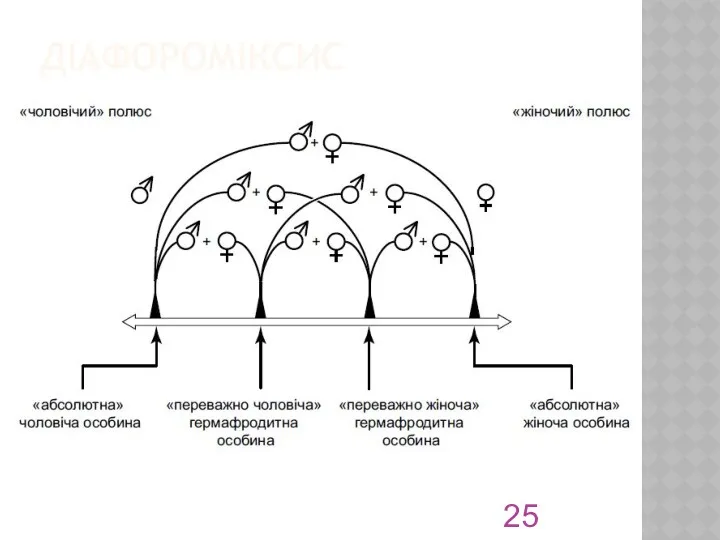 ДІАФОРОМІКСИС