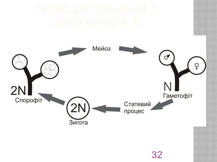 ГАПЛОДИПЛОФАЗНИЙ З ІЗОМОРФНОЮ З. П.