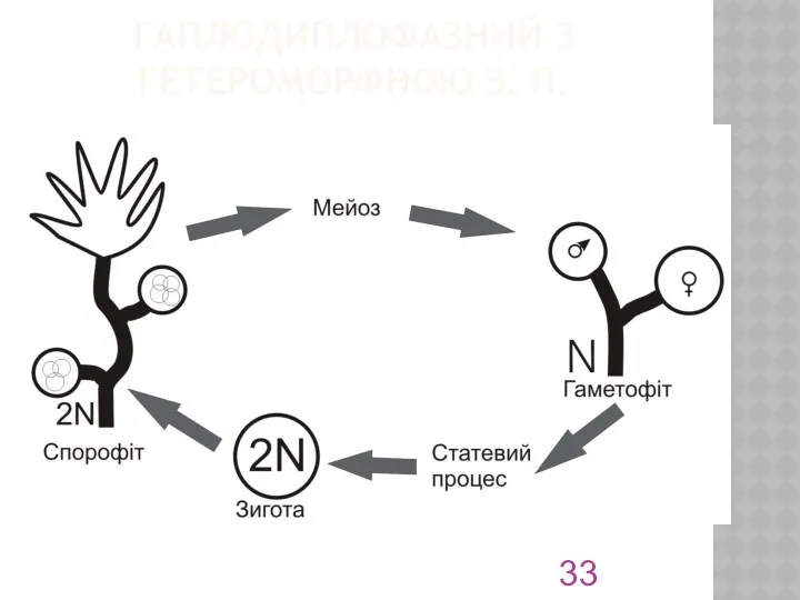 ГАПЛОДИПЛОФАЗНИЙ З ГЕТЕРОМОРФНОЮ З. П.