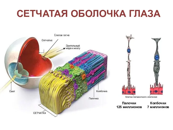 СЕТЧАТАЯ ОБОЛОЧКА ГЛАЗА Палочки 125 миллионов Колбочки 7 миллионов Слепое пятно