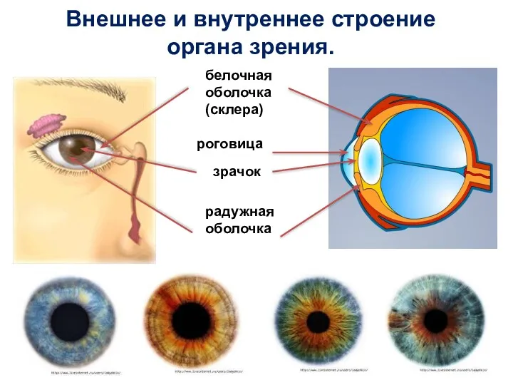 Внешнее и внутреннее строение органа зрения. белочная оболочка (склера) роговица зрачок радужная оболочка