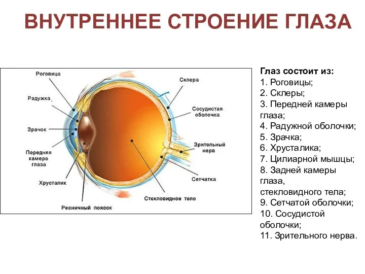 ВНУТРЕННЕЕ СТРОЕНИЕ ГЛАЗА Глаз состоит из: 1. Роговицы; 2. Склеры;