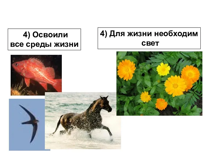 4) Освоили все среды жизни 4) Для жизни необходим свет