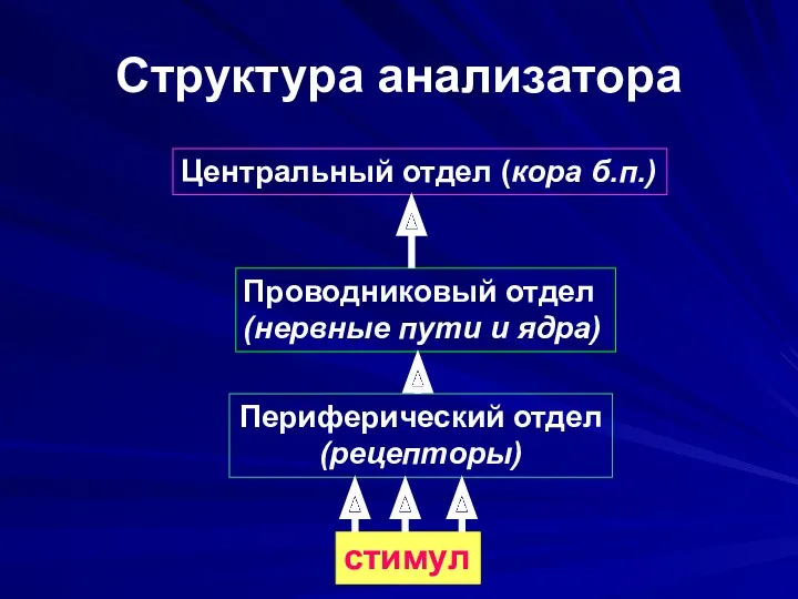 Структура анализатора Периферический отдел (рецепторы) Проводниковый отдел (нервные пути и ядра) Центральный отдел (кора б.п.) стимул