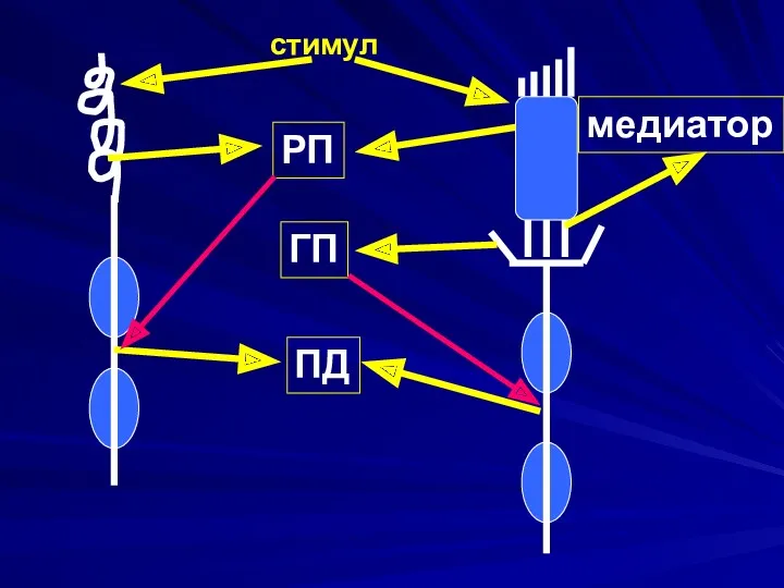 стимул РП ГП ПД медиатор