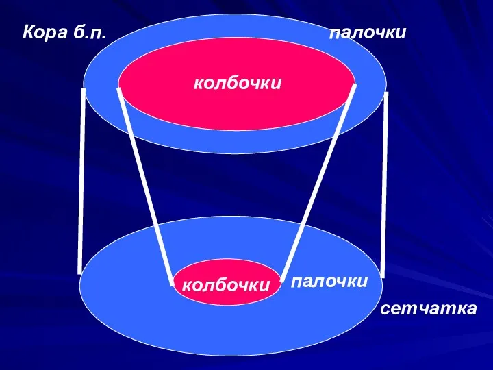 палочки колбочки колбочки палочки Кора б.п. сетчатка