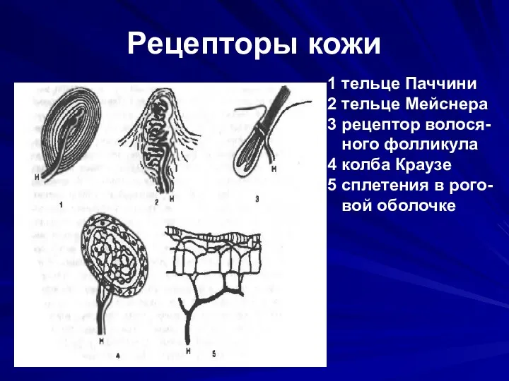 Рецепторы кожи 1 тельце Паччини 2 тельце Мейснера 3 рецептор