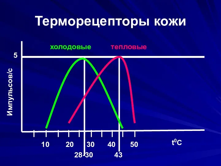 Терморецепторы кожи 20 10 30 40 50 28-30 43 t0C Импульсов/с 5 холодовые тепловые