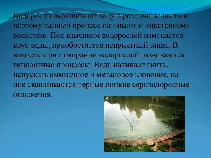 Водоросли окрашивают воду в различные цвета и поэтому данный процесс