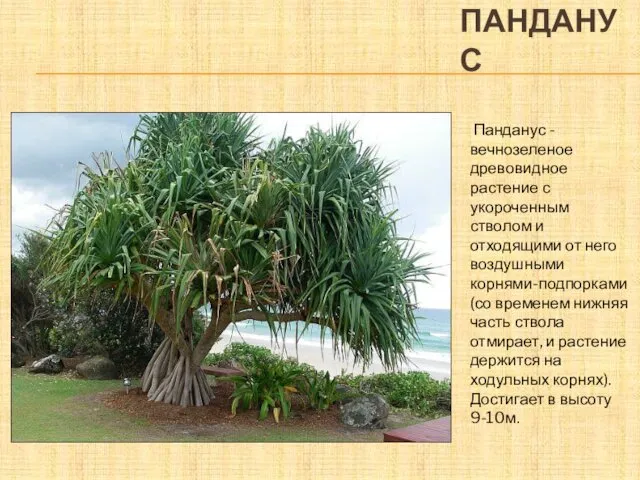 ПАНДАНУС Панданус - вечнозеленое древовидное растение с укороченным стволом и