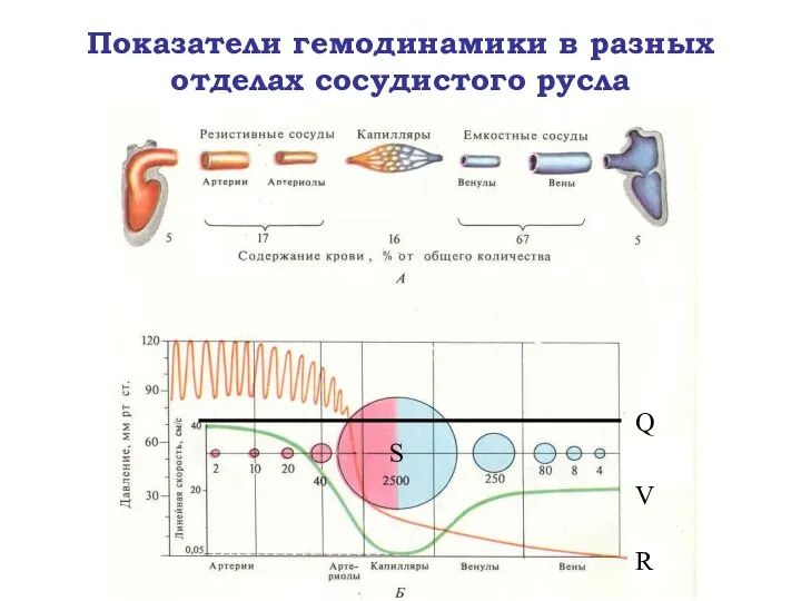 Показатели гемодинамики в разных отделах сосудистого русла Q V R S