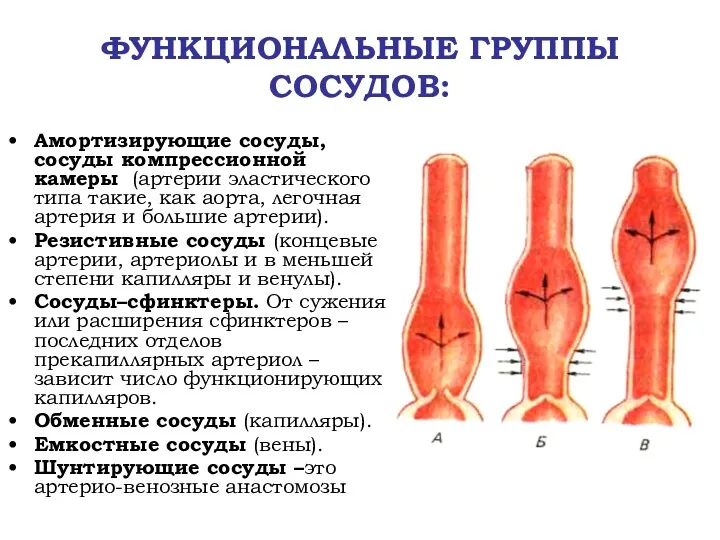 ФУНКЦИОНАЛЬНЫЕ ГРУППЫ СОСУДОВ: Амортизирующие сосуды, сосуды компрессионной камеры (артерии эластического