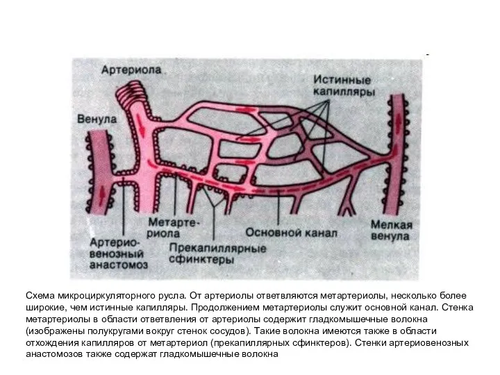 Схема микроциркуляторного русла. От артериолы ответвляются метартериолы, несколько более широкие,