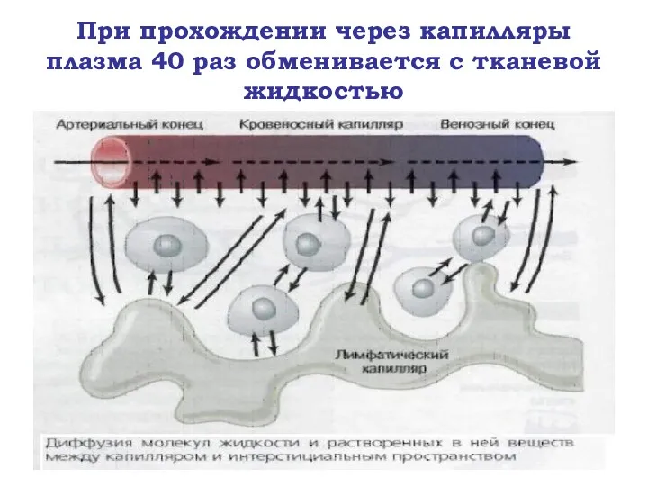 При прохождении через капилляры плазма 40 раз обменивается с тканевой жидкостью