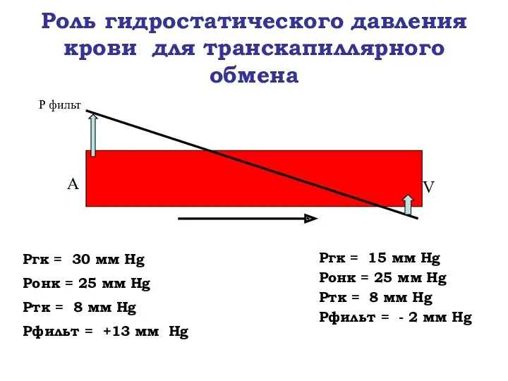 Роль гидростатического давления крови для транскапиллярного обмена Ргк = 30