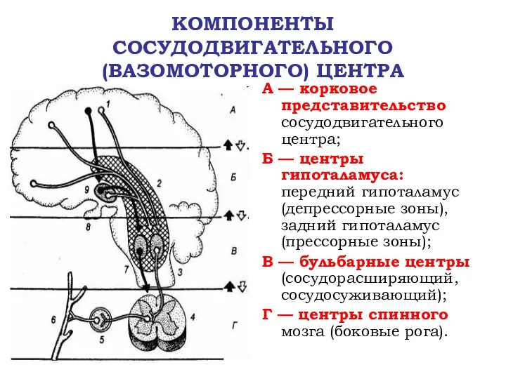 КОМПОНЕНТЫ СОСУДОДВИГАТЕЛЬНОГО (ВАЗОМОТОРНОГО) ЦЕНТРА А — корковое представительство сосудодвигательного центра;