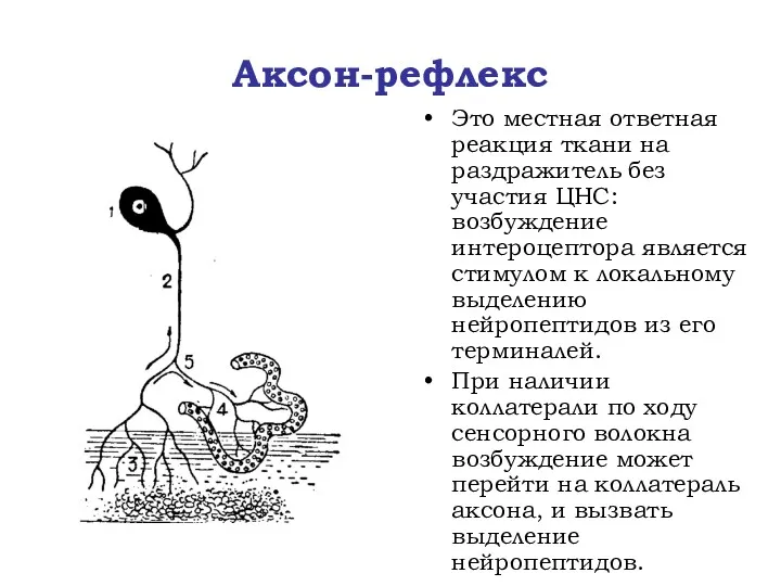 Аксон-рефлекс Это местная ответная реакция ткани на раздражитель без участия