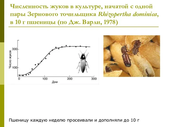 Численность жуков в культуре, начатой с одной пары Зернового точильщика