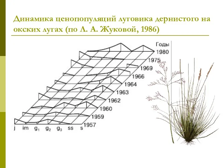 Динамика ценопопуляций луговика дернистого на окских лугах (по Л. А. Жуковой, 1986)