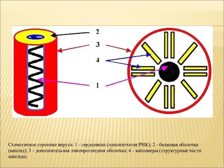 Схематичное строение вируса: 1 - сердцевина (однонитчатая РНК); 2 -