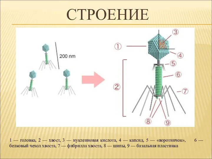 СТРОЕНИЕ 1 — головка, 2 — хвост, 3 — нуклеиновая