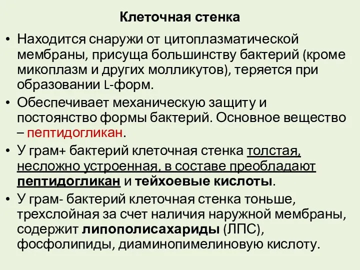 Клеточная стенка Находится снаружи от цитоплазматической мембраны, присуща большинству бактерий