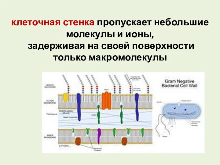 клеточная стенка пропускает небольшие молекулы и ионы, задерживая на своей поверхности только макромолекулы