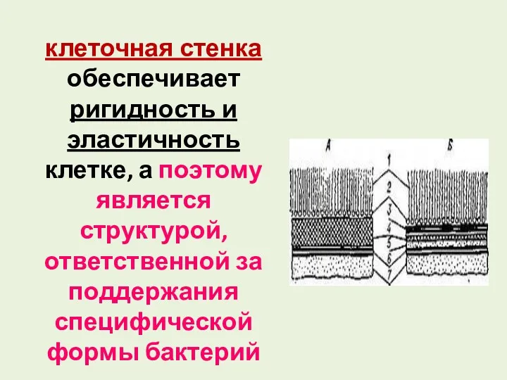 клеточная стенка обеспечивает ригидность и эластичность клетке, а поэтому является