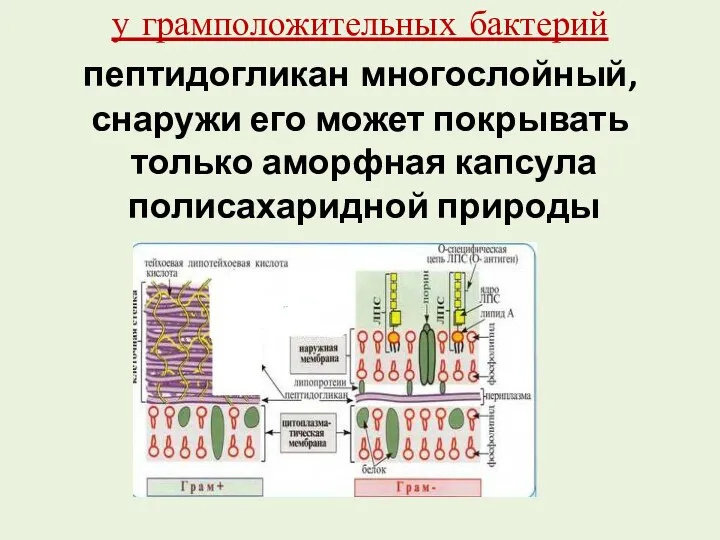 у грамположительных бактерий пептидогликан многослойный, снаружи его может покрывать только аморфная капсула полисахаридной природы