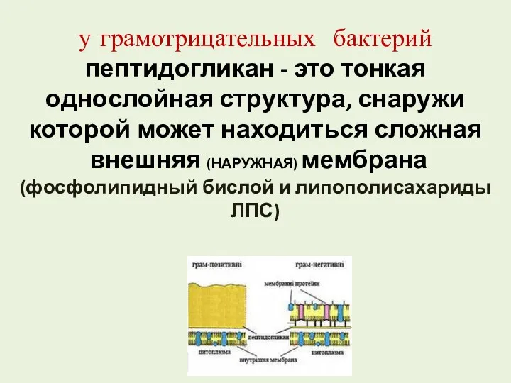 у грамотрицательных бактерий пептидогликан - это тонкая однослойная структура, снаружи