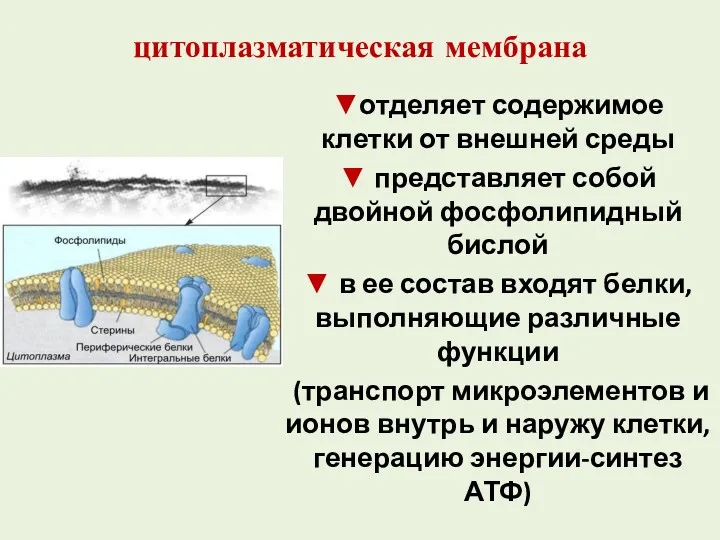 цитоплазматическая мембрана ▼отделяет содержимое клетки от внешней среды ▼ представляет