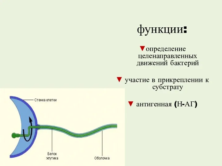 функции: ▼определение целенаправленных движений бактерий ▼ участие в прикреплении к субстрату ▼ антигенная (Н-АГ)