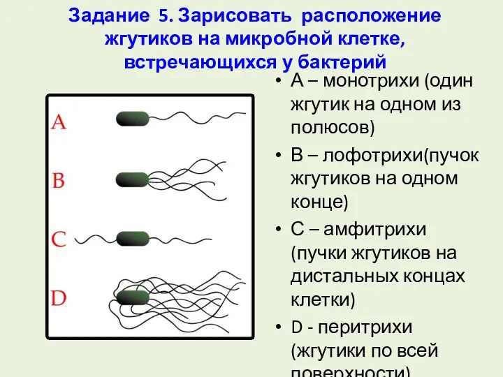 Задание 5. Зарисовать расположение жгутиков на микробной клетке, встречающихся у