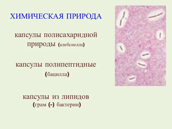 ХИМИЧЕСКАЯ ПРИРОДА капсулы полисахаридной природы (клебсиелла) капсулы полипептидные (бацилла) капсулы из липидов (грам (-) бактерии)