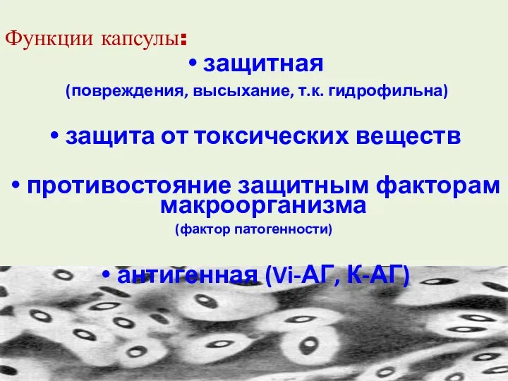 Функции капсулы: защитная (повреждения, высыхание, т.к. гидрофильна) защита от токсических